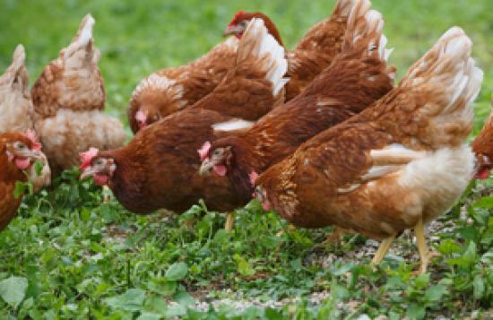 Photograph of New plans to improve welfare for laying hens and lambs