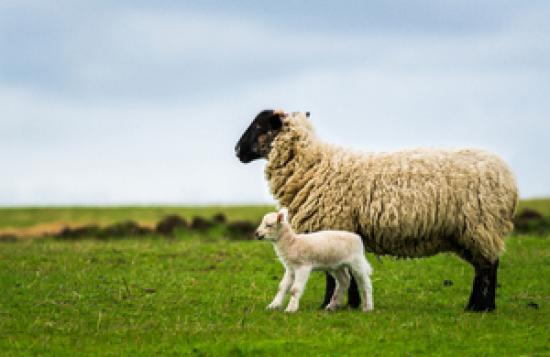 Photograph of Sheep carcase classification rules to deliver fairer prices for farmers
