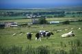 Thumbnail for article : Getting Rid of Red Tape in Scottish Farming