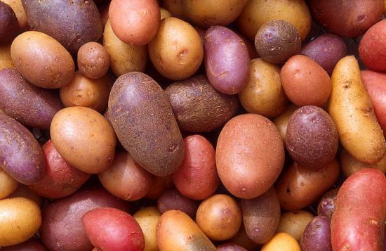 Photograph of Record Breaking Year For Scottish Seed Potatoes