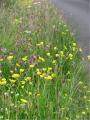 Thumbnail for article : Gold Medallists Sought For Blooming Road Verges