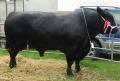 Thumbnail for article : Bull Stud Contract Awarded