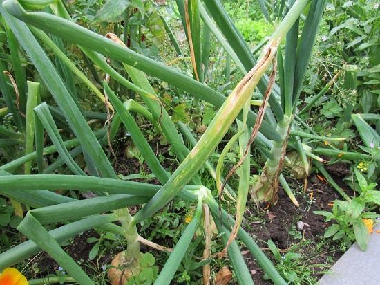 Photograph of The Garden Could Be Worth More Than We Think: Why Highlands Households Should Start Growing Food Again