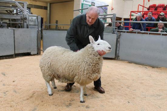 Photograph of Dingwall & Highland Marts Ltd - Sale 21st February 2013