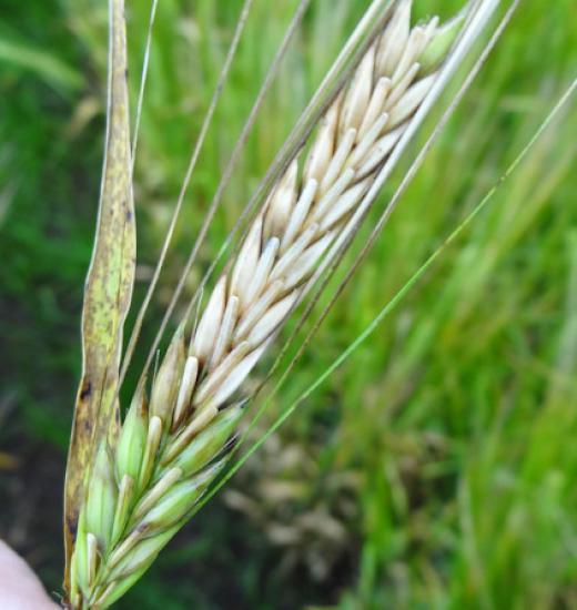 Photograph of SRUC Experts Warn Farmers of High Disease Risk to Spring Barley