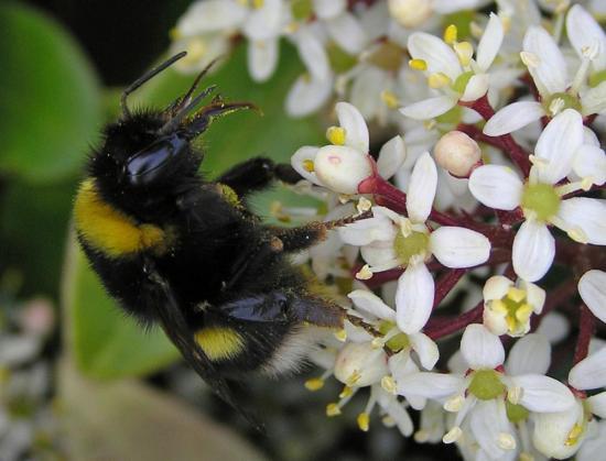 Photograph of Bee research before pesticide ban starts