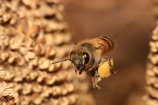 Photograph of Help for honey bees