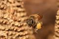 Thumbnail for article : Help for honey bees