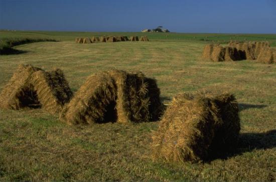 Photograph of Help For New Entrants To Farming