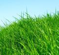 Thumbnail for article : Pledge to improve grass cutting service in Highland