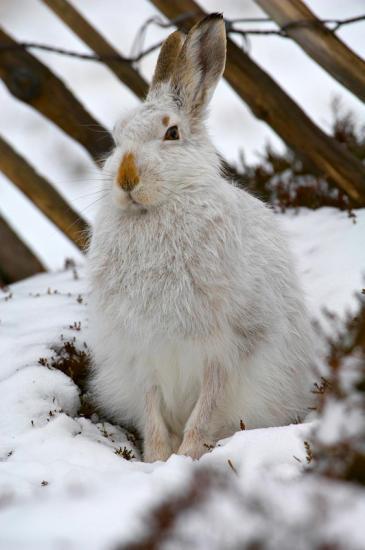 Photograph of A new joint initiative urging voluntary restraint on large scale culls of mountain hares has been launched