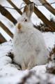 Thumbnail for article : A new joint initiative urging voluntary restraint on large scale culls of mountain hares has been launched