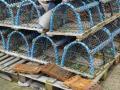 Thumbnail for article : A new crab processing factory is to be built at Scrabster