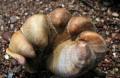 Thumbnail for article : Slipper limpets not permitted to be used as bait or disposed at sea