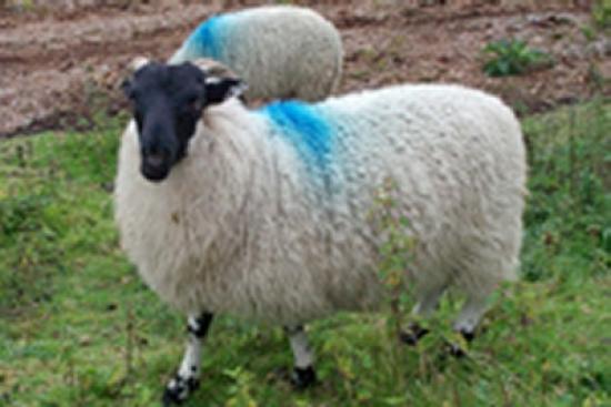 Photograph of Dingwall & Highland Marts Ltd - Lochmaddy Lamb Sales