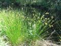 Thumbnail for article : Managing Rushes Without Chemicals