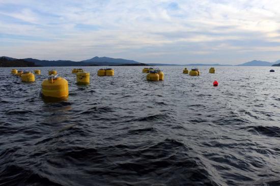 Photograph of Wave energy first for Scottish aquaculture