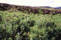 Thumbnail for article : Could Bog Myrtle Be A New Cash Crop In The North?