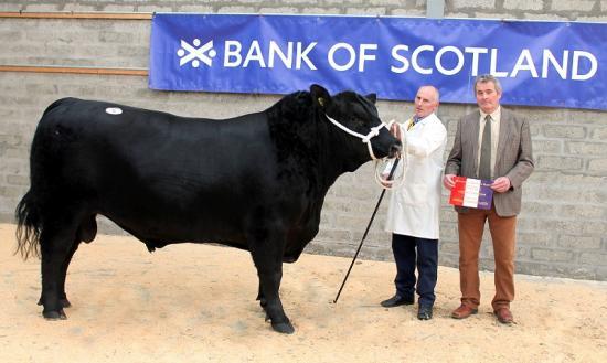 Photograph of Dingwall & Highland Marts Ltd - Bull Sales - 19th April 2017 - Overall Champion Photo