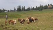 Thumbnail for article : New SRUC Research Validates Traditional Healers' Claims Over Parasite Infections In Ethiopia