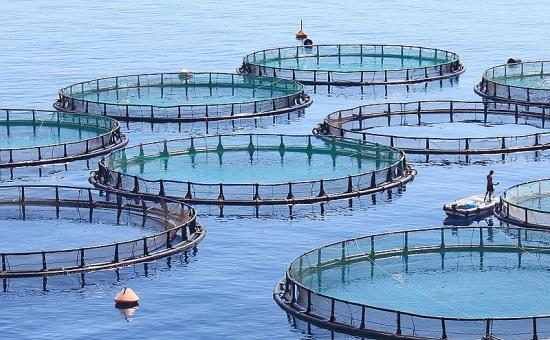 Photograph of Scottish Expertise Goes On Show At World's Biggest Aquaculture Technology Fair