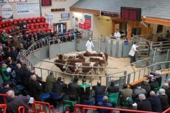 Photograph of Dingwall & Highland Marts Ltd - Sale 23 January 2018