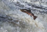 Thumbnail for article : Support For Wild Salmon