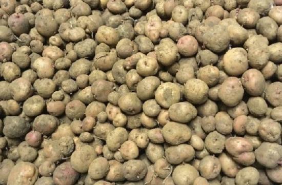 Photograph of Threat to seed potato exports