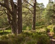 Thumbnail for article : Scotland Signs Up To Forestry Pledge