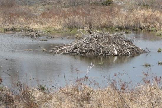 Photograph of Beavers Given Protected Status