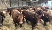 Thumbnail for article : Dingwall & Highland Marts Ltd -Sale 5 March 2019