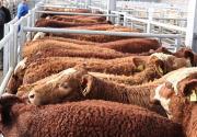 Thumbnail for article : Dingwall & Highland Marts Ltd - Sale 6 March 2019