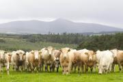Thumbnail for article : Dingwall & Highland Marts Ltd - Sale 29 May 2019
