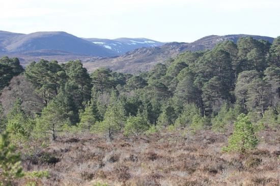 Photograph of Go Wild With Dissertation - £200 Grant On Offer